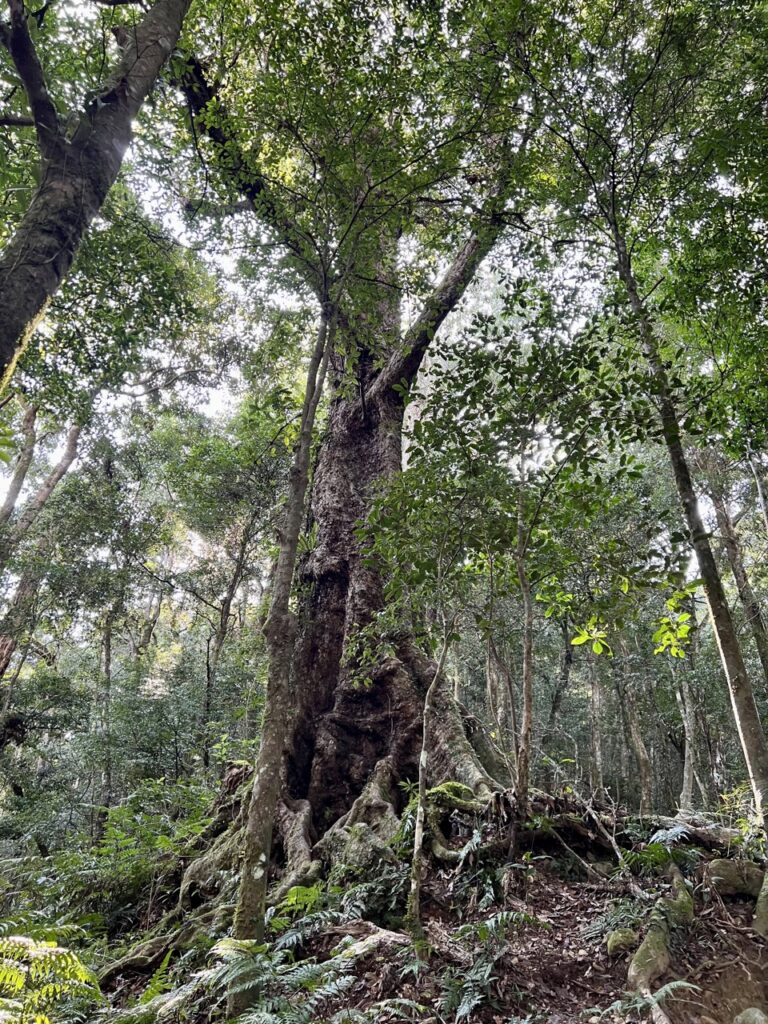 高島縱走巨木