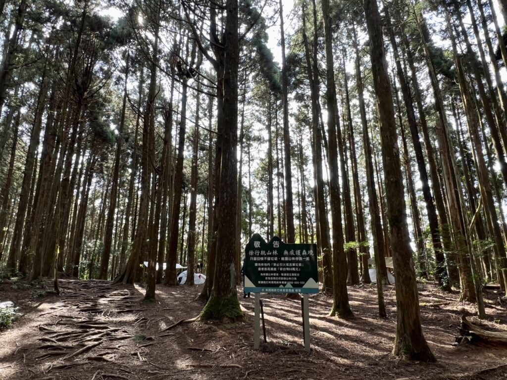 高島縱走柳杉林營地