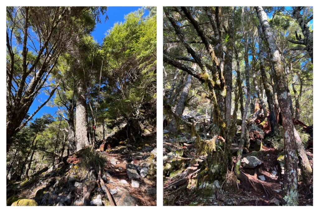 南橫溪頭山陡上林道