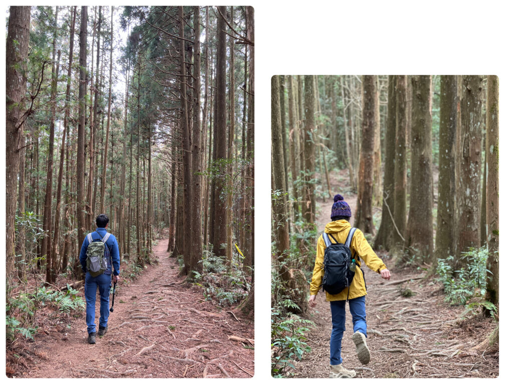 高島縱走柳杉林營地