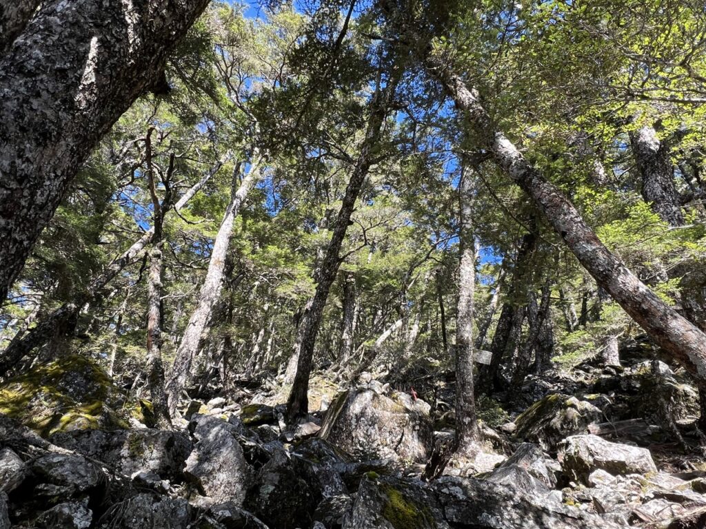 南橫溪頭山大石塊