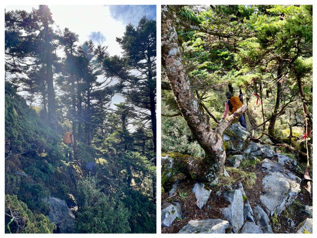 溪頭山往關山嶺山林道裡