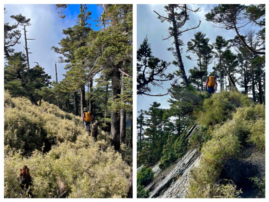 溪頭山往關山嶺山林道裡