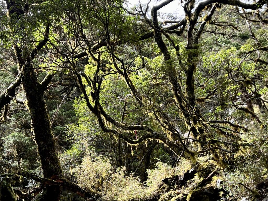 溪頭山往關山嶺山林道裡