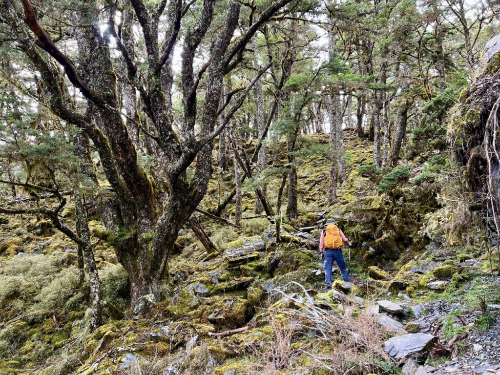 溪頭山往關山嶺山林道裡