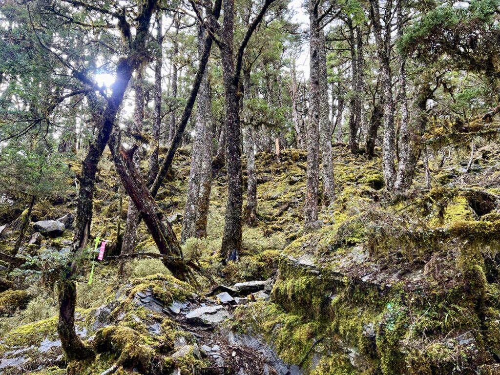 溪頭山往關山嶺山林道裡