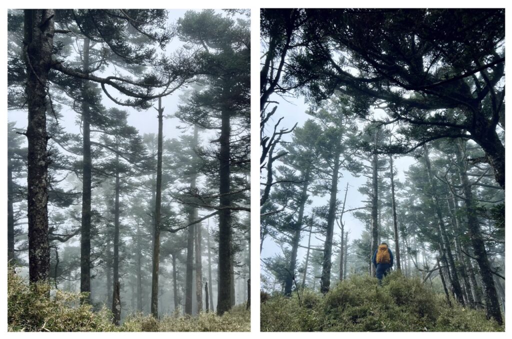 溪頭山往關山嶺山林道裡