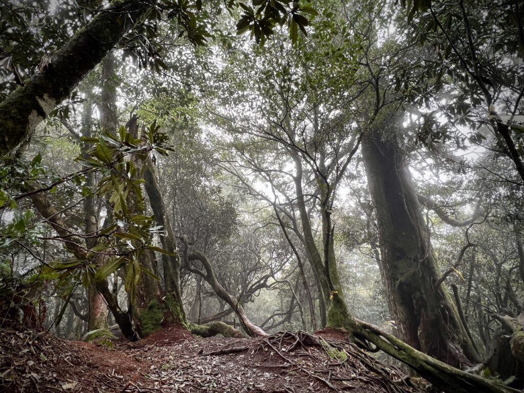 高島縱走迷霧森林
