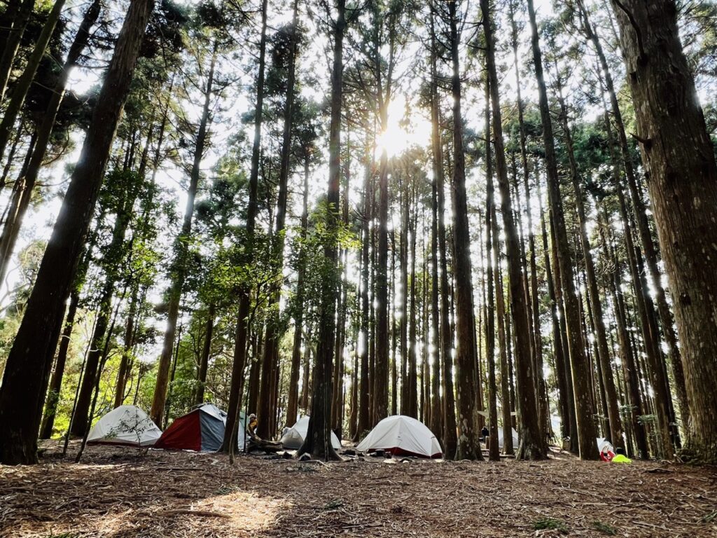 高島縱走柳杉林營地