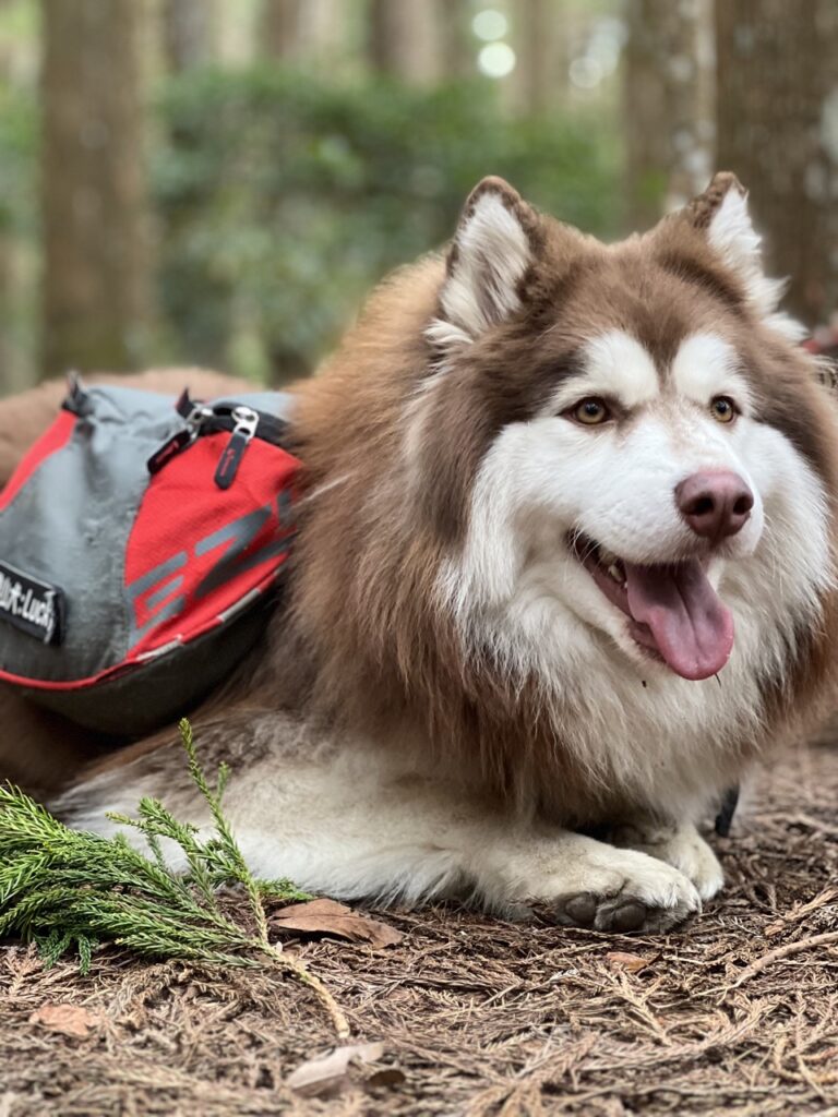 登山犬Lucky