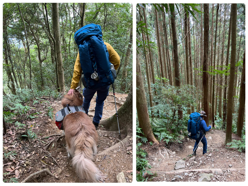 高島縱走登山犬Lucky