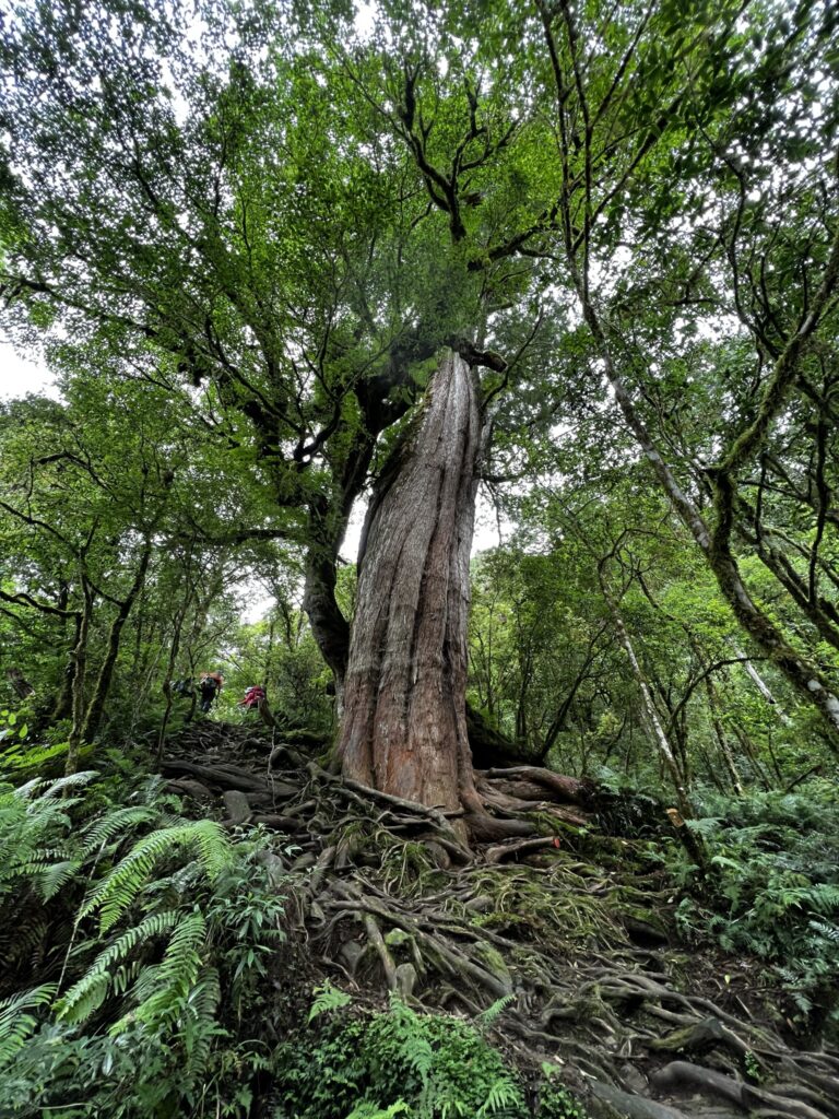 巨木登山口