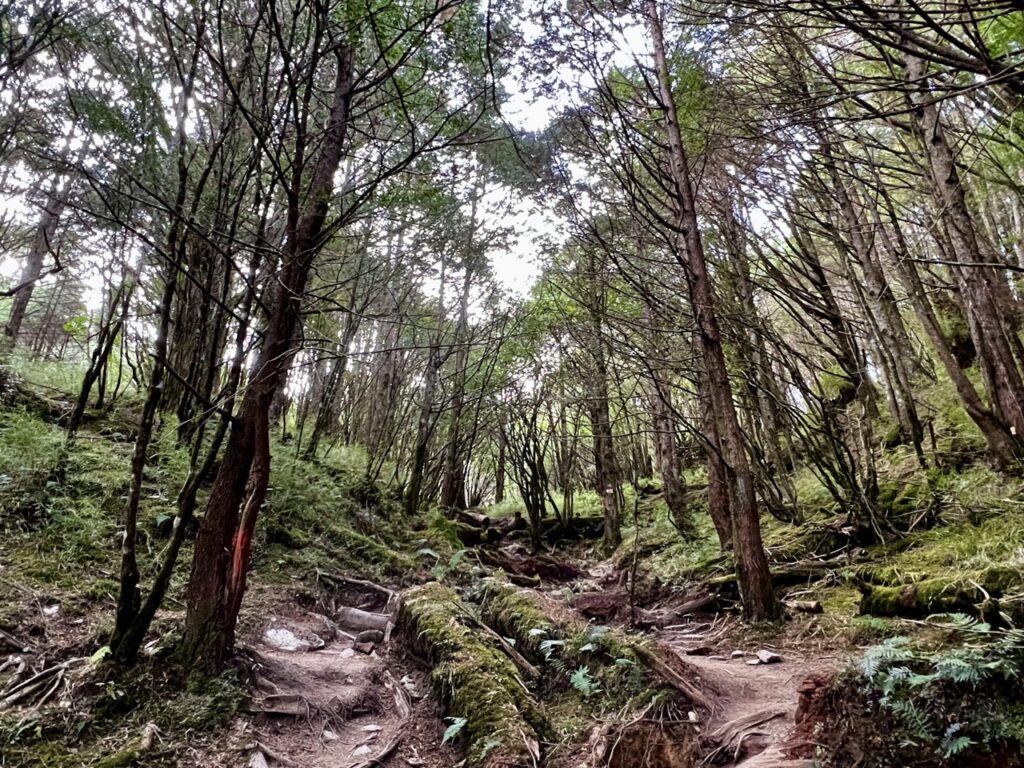 塔關山巨木林
