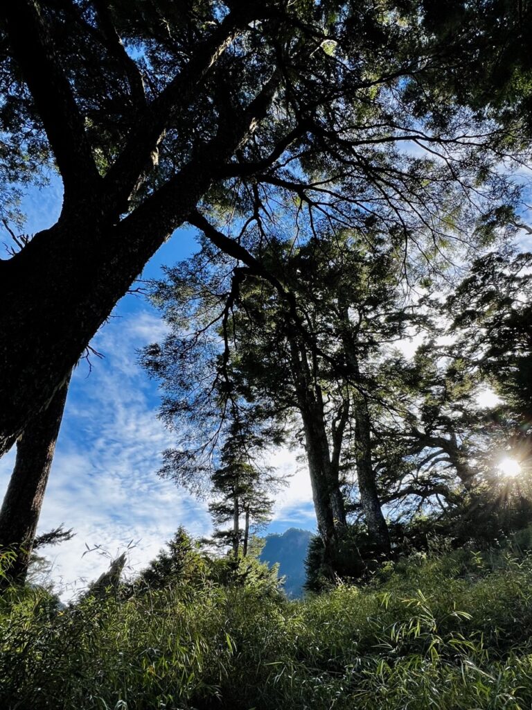 塔關山巨木林