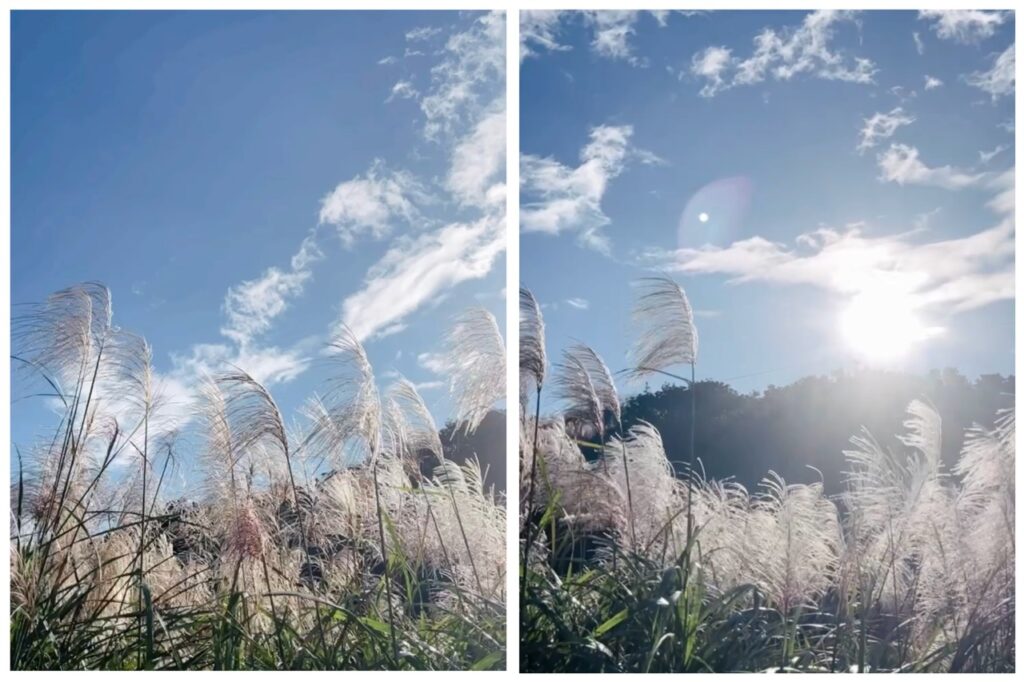 臺北大縱走第三段芒草